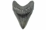 Serrated, Fossil Megalodon Tooth - South Carolina #289345-1